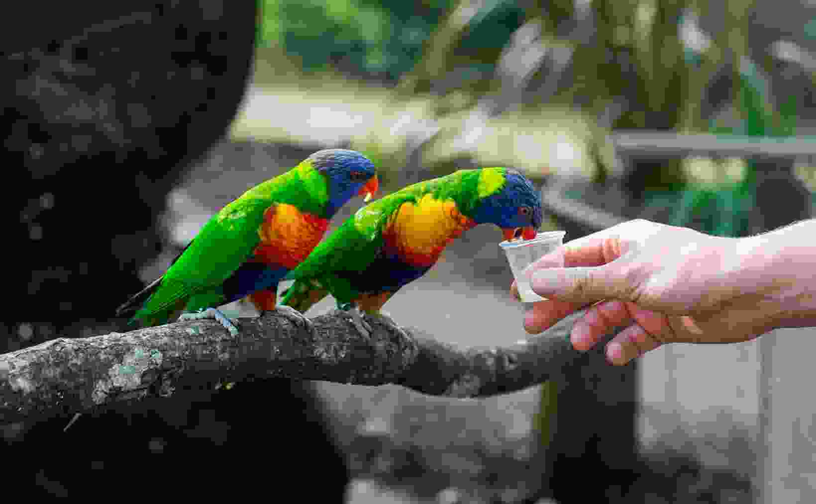 Bird Conservation Days Event 1